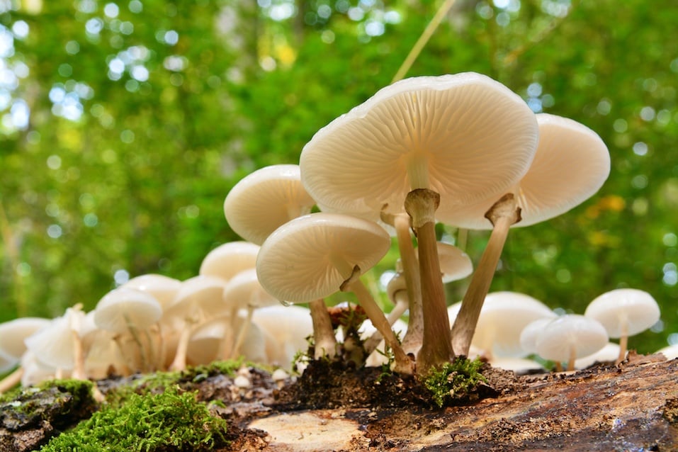 porcelain mushroom