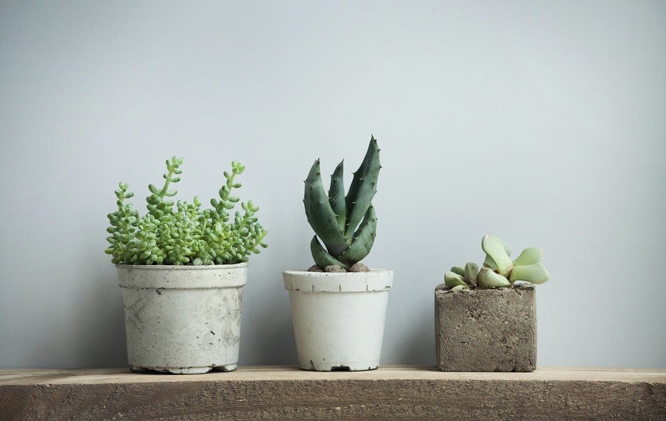 tiny succulents in concrete pots