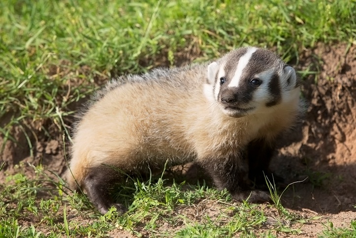 American Badger