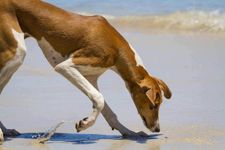 Azawakh Puppy exploring the beach