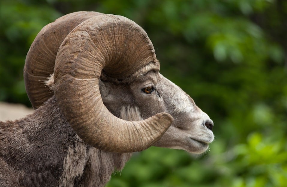 Bighorn Sheep