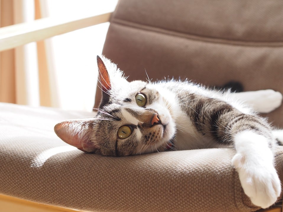 Cat relaxing on a chair