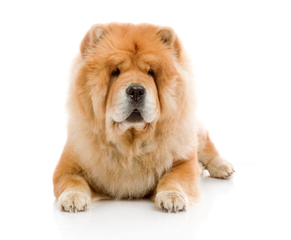 Chow-Chow dog in studio
