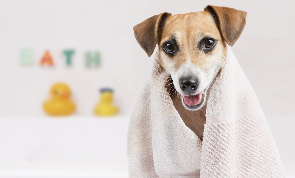 dog in the bathroom after a bath wrapped in a towel