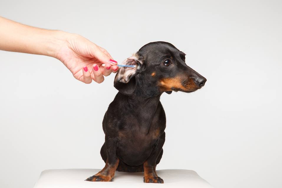 Cleaning ear dog with cotton swab