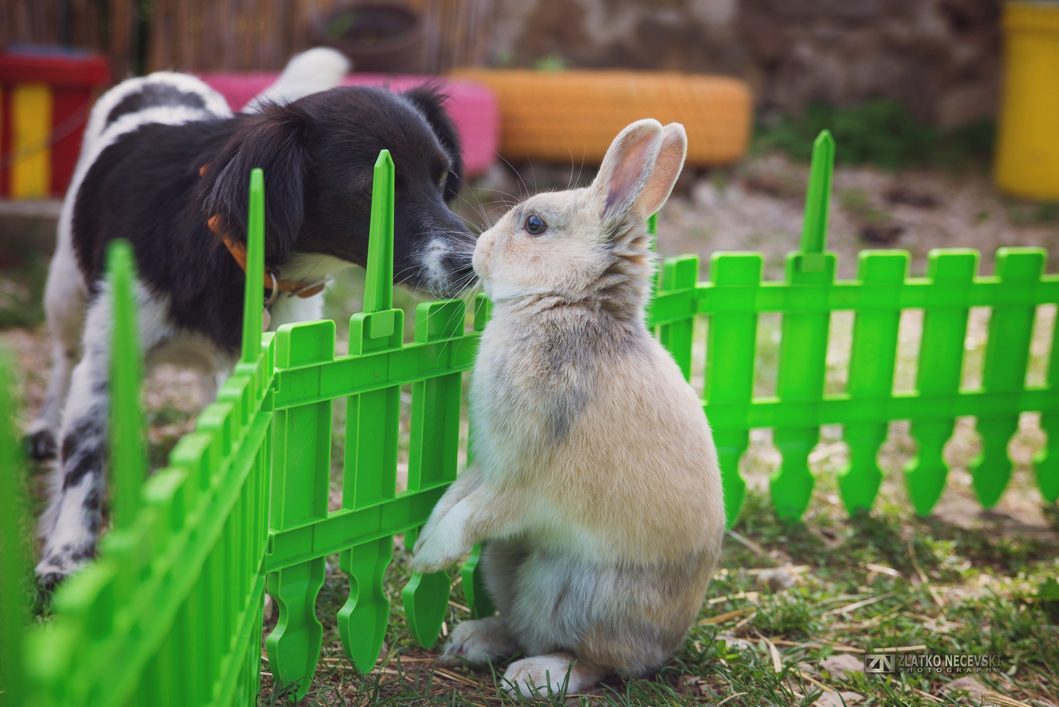 Dog meets a rabbit