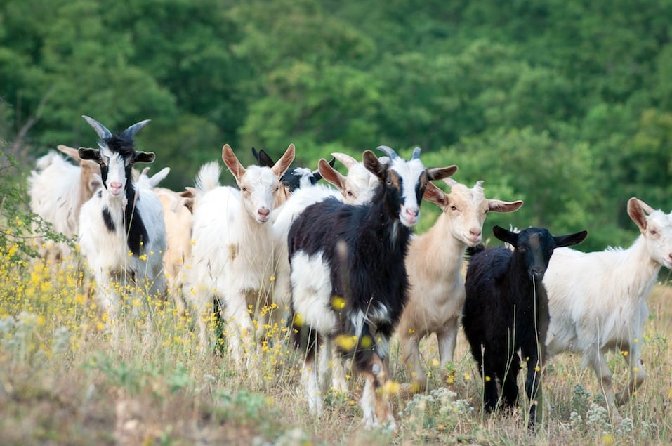 Goats on a summer pasture