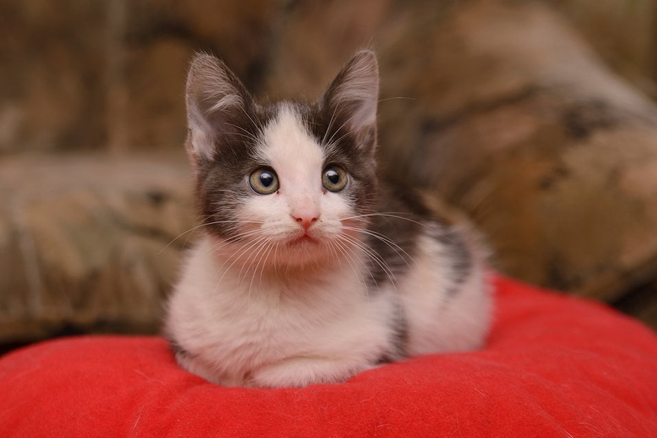 Gray white kitten sitting on a red cushion