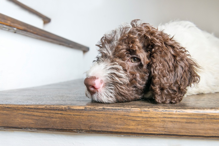 lagotto romagnolo puppy resting on a wooden floor