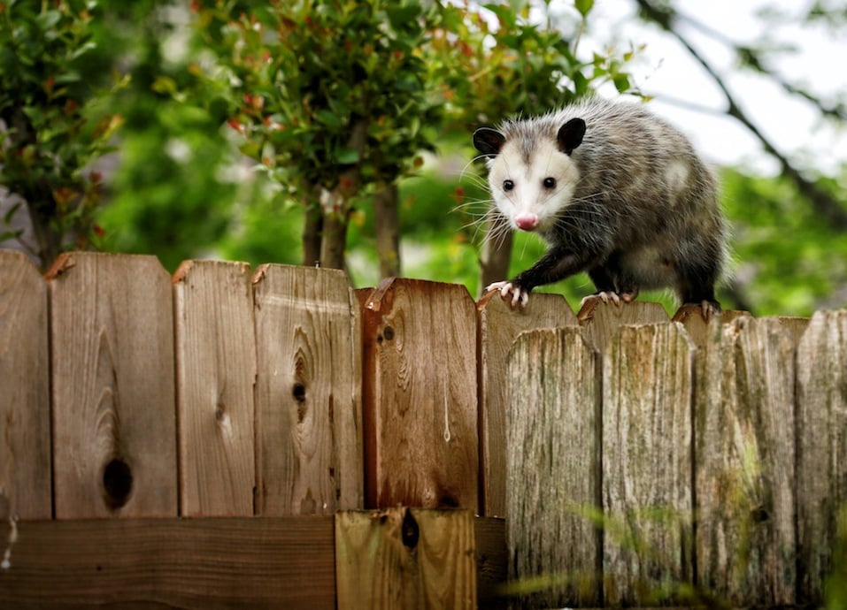 Common Opossum walking