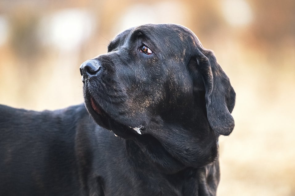 Portrait of dog Fila Brasileiro