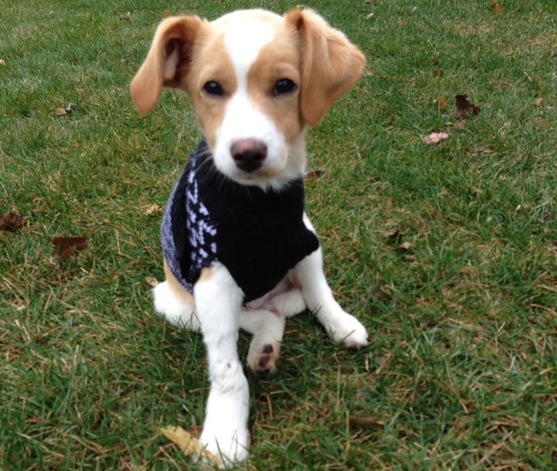 three-legged puppy in sweater