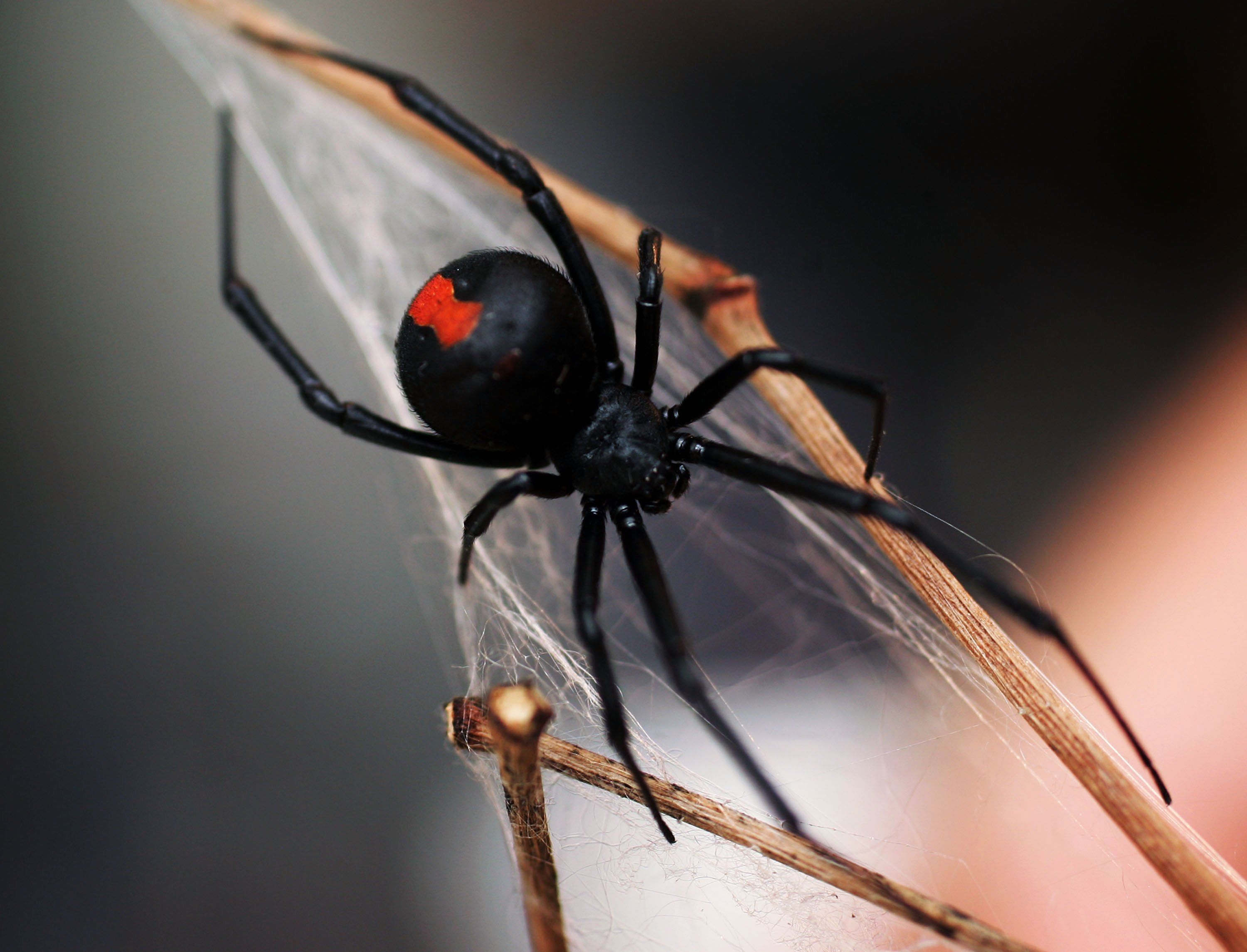 A black widow spider