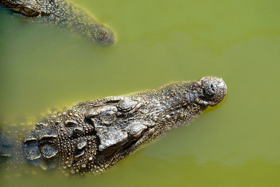 Siamese Freshwater Crocodile
