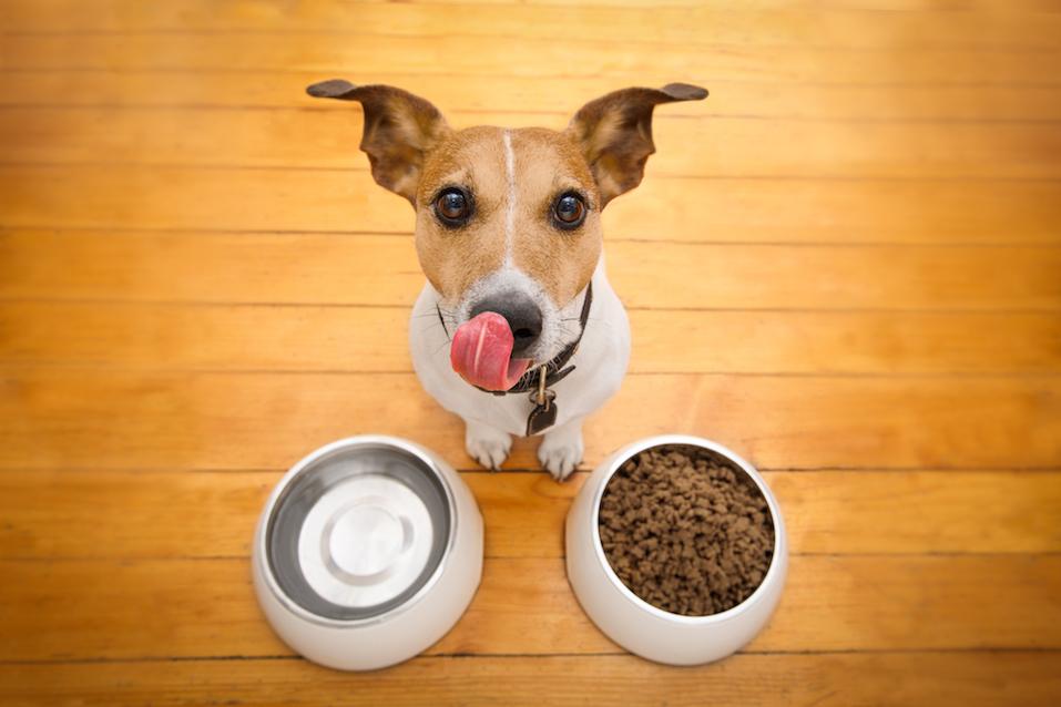 dog behind food bowl and licking with tongue