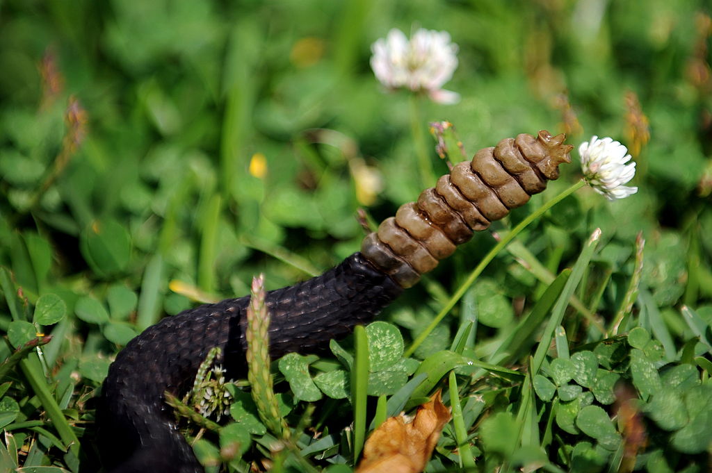 A rattlesnake's death rattle