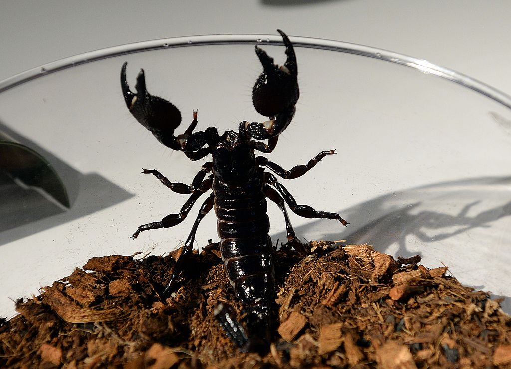 emperor scorpion