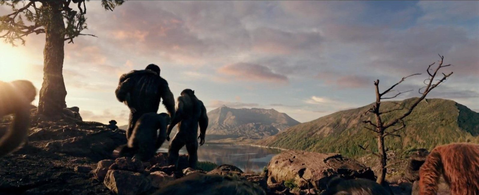 Apes in the shadows looking out across a landscape