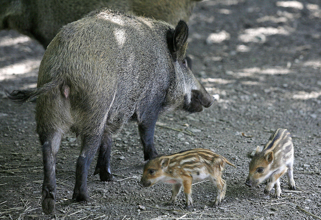 A wild boar with cubs