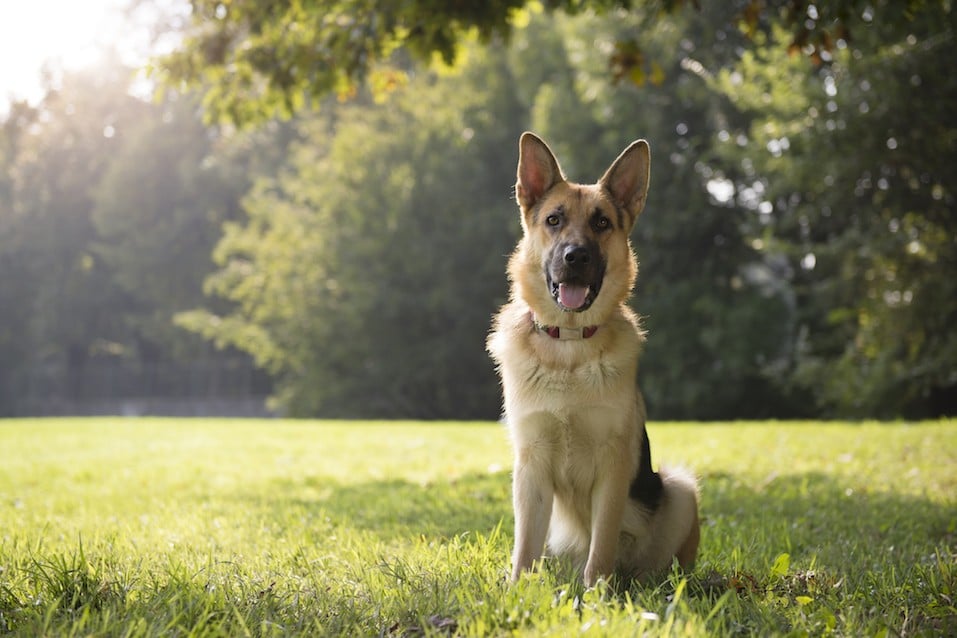 top therapy dog breeds