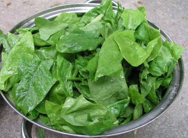 Source: http://commons.wikimedia.org/wiki/File:Spinach_leaves.jpg
