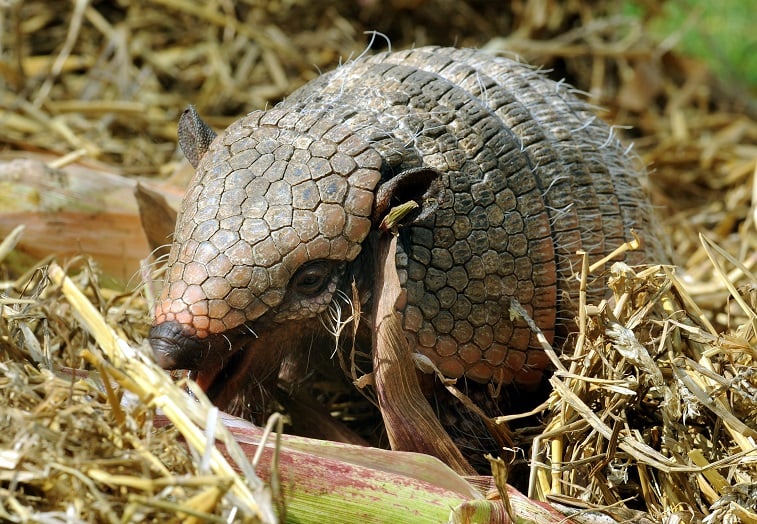 An armadillo eats a corn cob