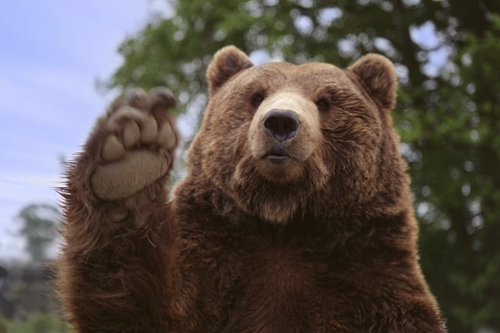 Brown bear