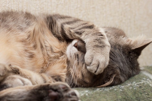 Cat covering its eyes Cat covering its eyes