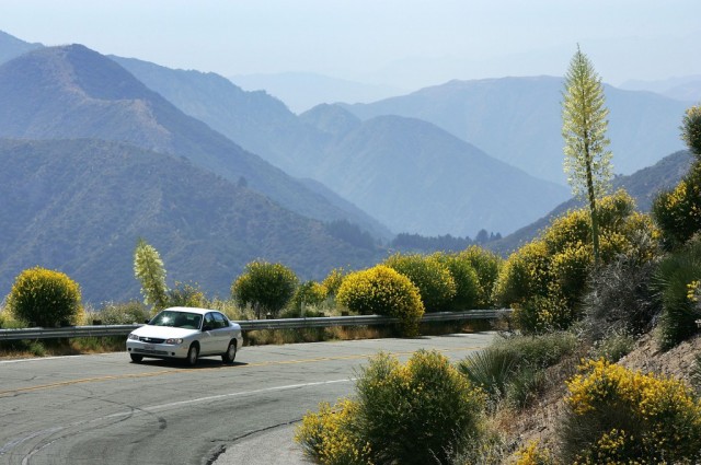 Wildflowers Bloom On First Day Of Summer After Record Rainy Winter