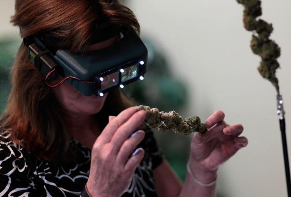A woman inspects marijuana buds