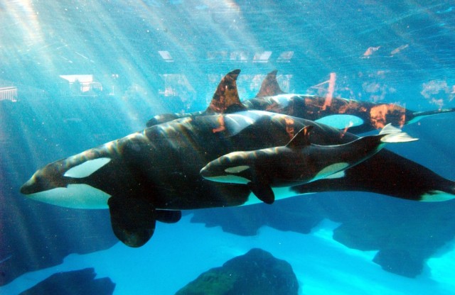 (Photo by Mike Aguilera/SeaWorld San Diego via Getty Images)