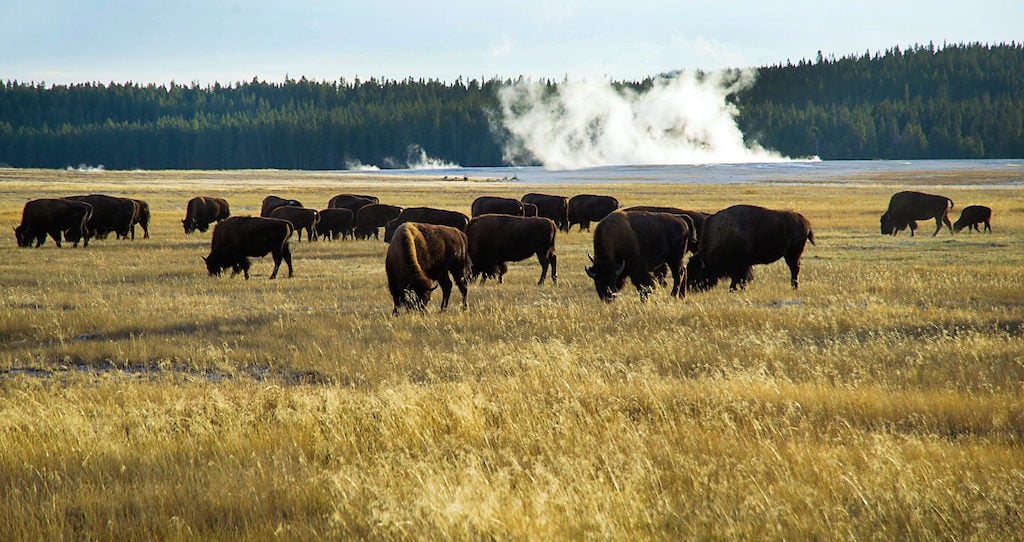 A small portion of the Yellowstone buffalo herd graze in the early evening of October 8, 2012 in Yellowstone National Park in Wyoming. Yellowstone protects 10,000 or so geysers, mudpots, steamvents, and hot springs. Yellowstone National Park is America's first national park. It was established in 1872. Yellowstone extends through Wyoming, Montana, and Idaho. The park's name is derived from the Yellowstone River, which runs through the park. (Photo by Karen Bleier/AFP/Getty Images)