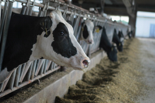 cows in a barn