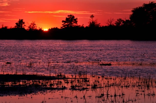 New Jersey Pine Barrens at Sunset