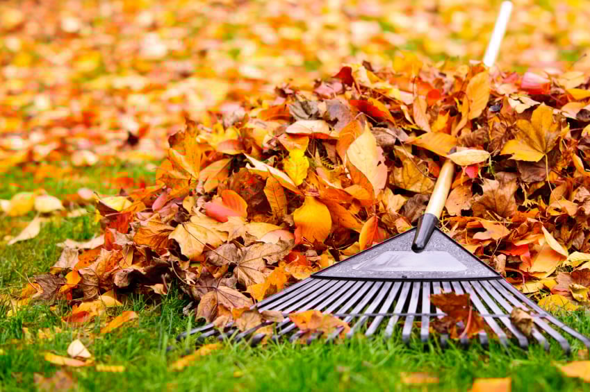 A rake and felled leaves