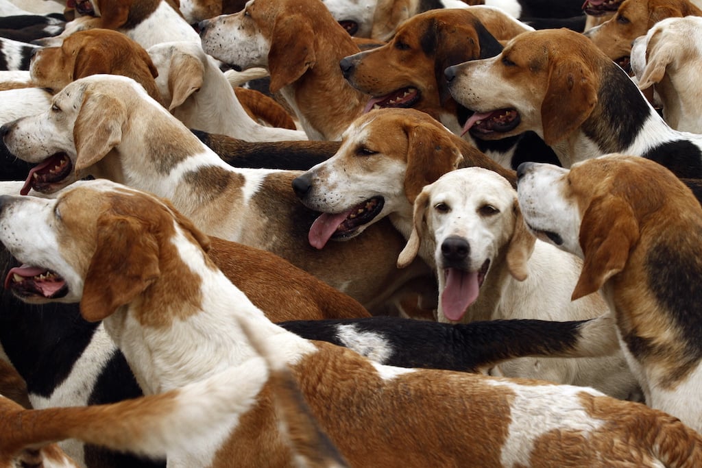 foxhounds