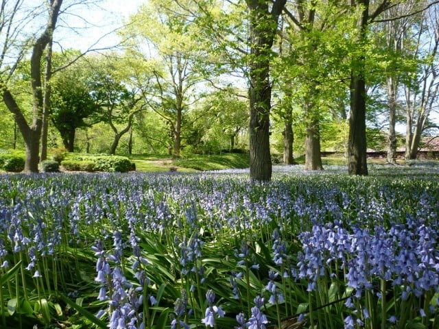 Source: https://www.facebook.com/BrooklynBotanic