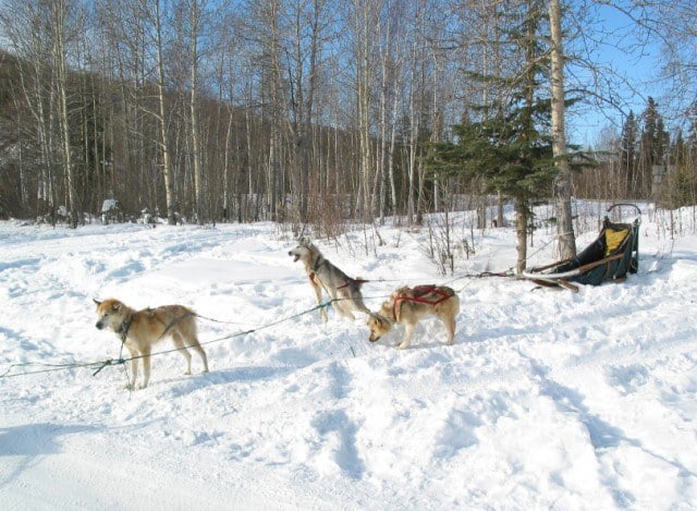 Dog sledding, Fairbanks Alaska