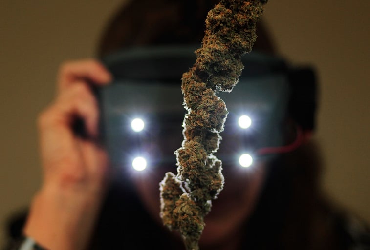 A woman uses special magnifiers to inspect marijuana buds