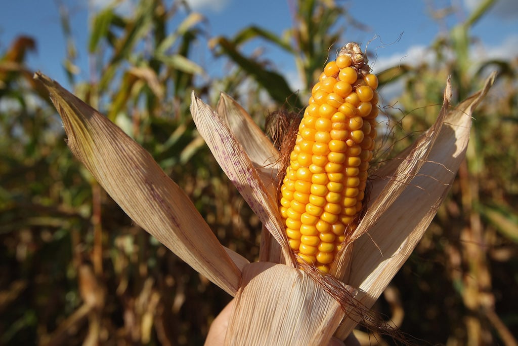 The photographer holds an ear of corn he found on the ground next to a corn field during harvest on September 13, 2012 near Teltow, Germany. The annual corn harvest is underway in the German state of Brandenburg, where corn is widely planted and used for animal feed as well as the produciton of biofuels. Analysts recently predicted that German corn farmers are likely to benefit from global warming, as higher temperatures will mean an earlier planting season. (Photo by Sean Gallup/Getty Images)