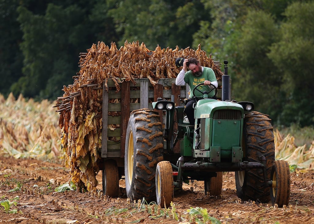 Farmer S.L. Brady drives a tractor pulling a trailer full of tobacco leaves so they can be hung and dried in a barn at Lewis Farm September 29, 2014 in Owings, Maryland. Tobacco has been grown on the Lewis Farm for over 60 years and still requires to be harvested by hand. Starting next month the remaining tobacco growers in the U.S. will be forced to compete in the open market and will stop getting buyout checks from cigarette makers to compensate them for surrendering their quotas. (Photo by Mark Wilson/Getty Images)