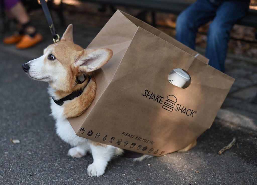 A dog dressed as the Shake Shack participates in the 24th Annual Tompkins Square Halloween Dog Parade on October 25, 2014 in New York City. Thousands of spectators gather in Tompkins Square Park to watch hundreds of masquerading dogs in the countrys largest Halloween Dog Parade. (Photo by Timothy A. Clary/AFP/Getty Images.)