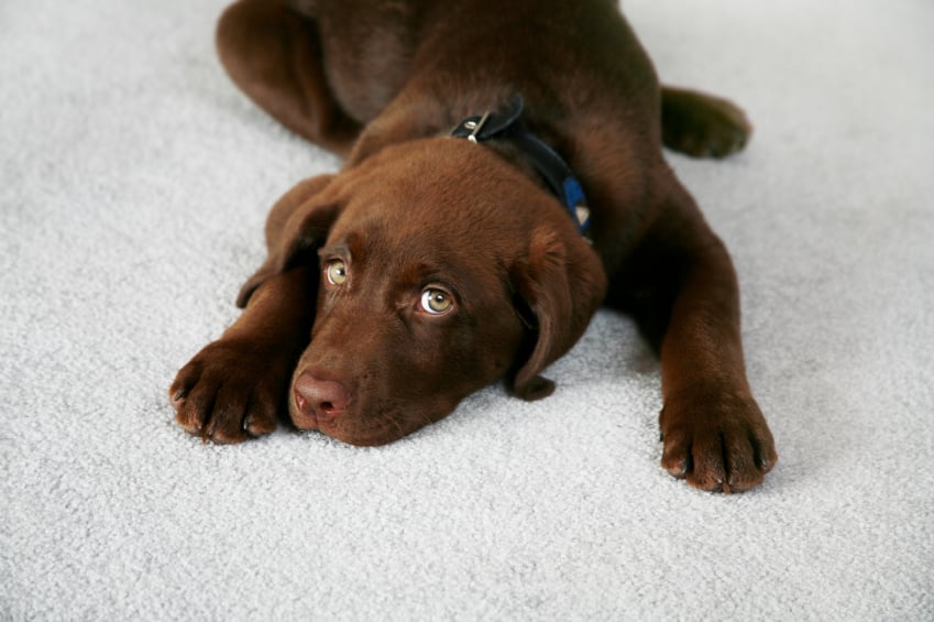 dog, cost of owning a dog