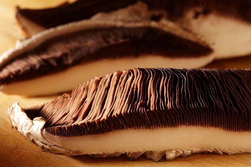 Portabello Mushrooms