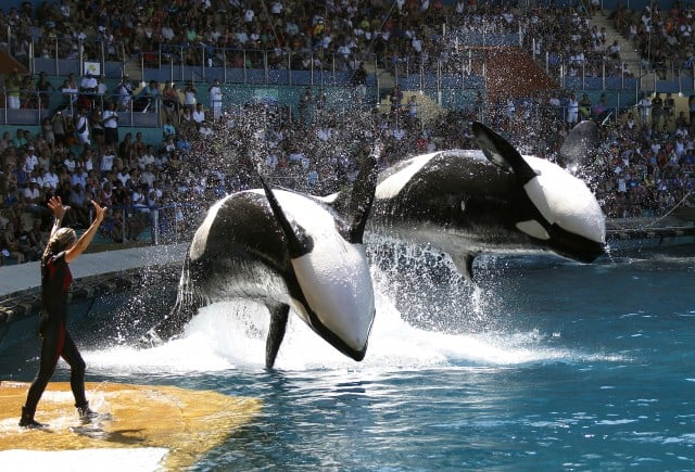 Orca whales in Blackfish