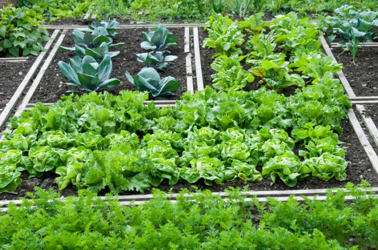 vegetable garden vegetable garden