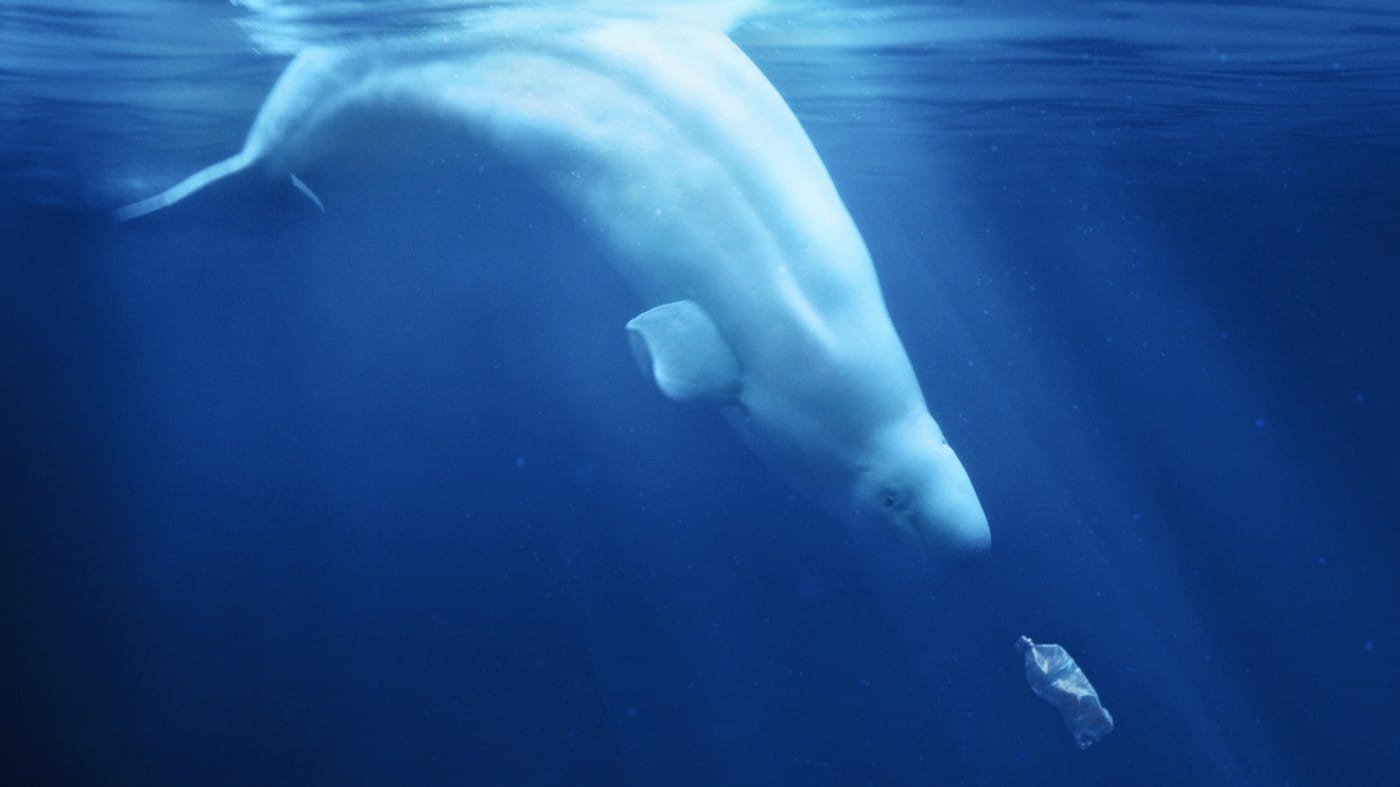 A Plastic Ocean documentary