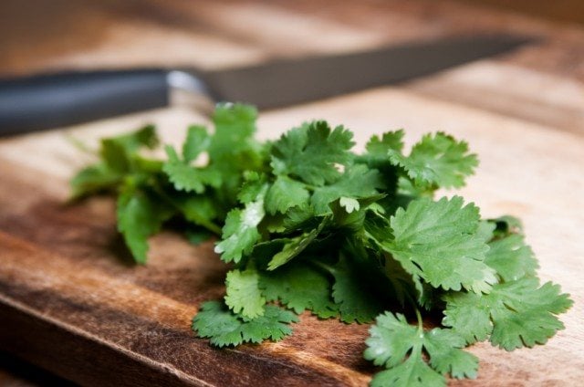coriander leaves