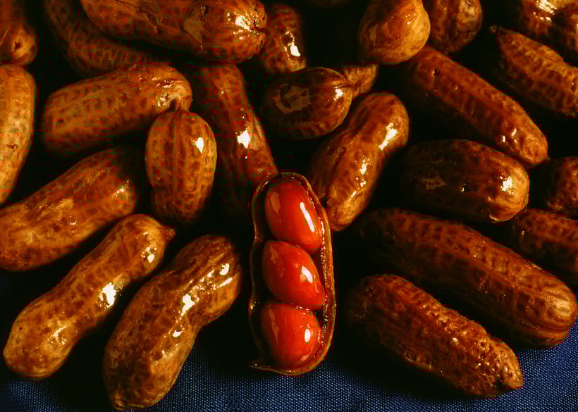 boiled peanuts boiled peanuts