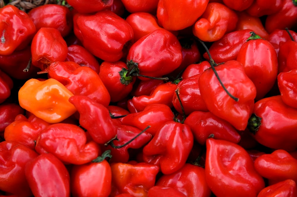 Habanero Chiles, Peppers